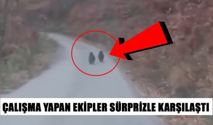 YOLA ÇIKAN YAVRU AYILAR CEP TELEFONU İLE GÖRÜNTÜLENDİ