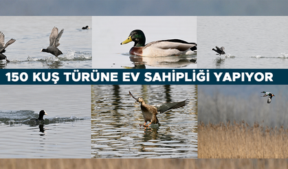 EFTENİ KUŞ CENNETİ GÖLÜ GÖÇ YOLUNDAKİ MİSAFİRLERİNİ AĞIRLIYOR