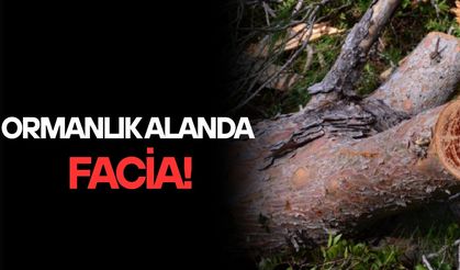 KAYNAŞLI’DA KESTİĞİ AĞACIN ALTINDA KALAN KİŞİ AĞIR YARALANDI