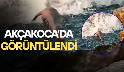 DENİZDE AVLANAN SU SAMURU KAMERADA