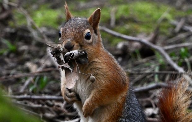SİNCABIN YUVA YAPMA TELAŞI