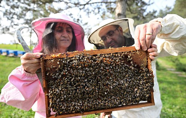 ARILAR KÜRESEL ISINMADAN ETKİLENİYOR MU?