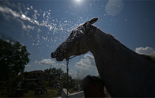 DÜZCE'DE SICAK HAVA YARIŞ ATLARINI DA ETKİLEDİ