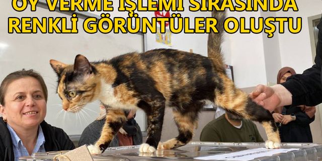 OYUNU KEDİSİ İLE BİRLİKTE KULLANDI