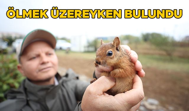 HAYATA TUTUNAN SİNCAP YAVRUSUNA ŞEFKATLE BAKILIYOR