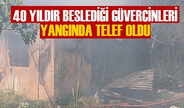 DEĞERLİ KUŞLARIN BULUNDUĞU BARAKA ALEV ALEV YANDI