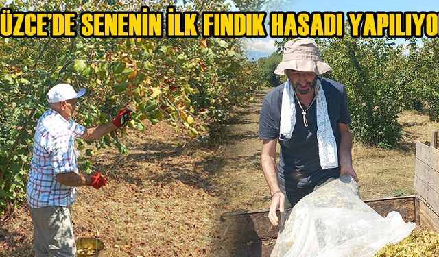 ÜRETİCİ ERKEN OLGUNLAŞAN FINDIĞIN HASADINA BAŞLADI