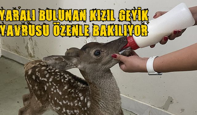 TEDAVİSİNİN ARDINDAN DOĞAL ORTAMINA SALINACAK