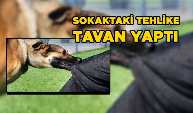 9 YAŞINDAKİ ÇOCUK KÖPEK SALDIRISINDA HASTANELİK OLDU