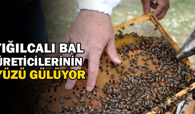 KESTANE VE ACI BALDA BU YIL REKOLTE YÜKSEK