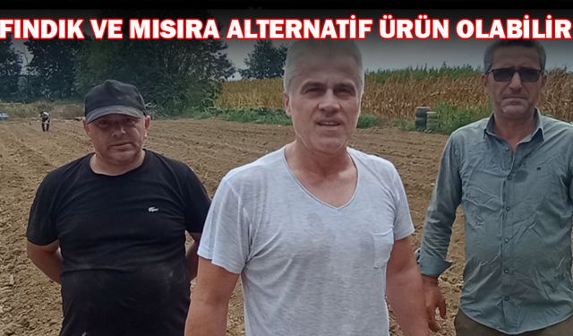 DÜZCE’DE 3 KAFADAR SAFRAN ÜRETİMİNE BAŞLADI