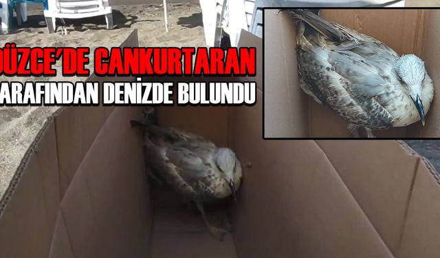 BİTKİN HALDE BULUNAN MARTI KORUMA ALTINA ALINDI