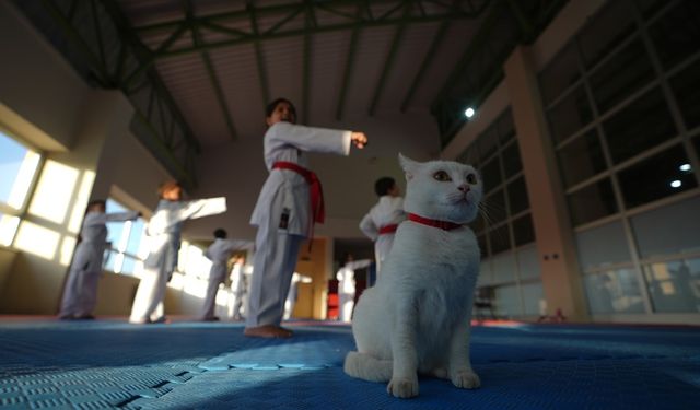 SEVİMLİ KARATE CAT ANTREMANLARDA SPORCULARI YALNIZ BIRAKMIYOR