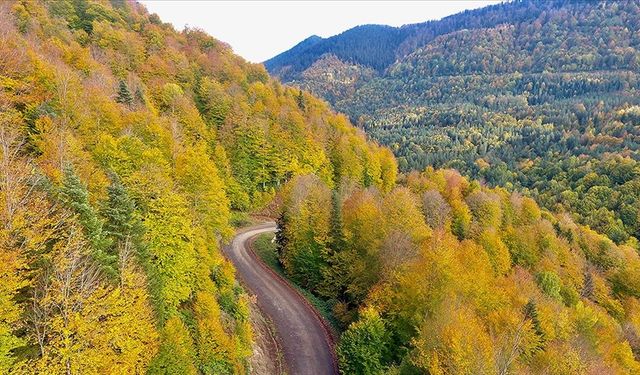 DÜZCE’NİN ORMANLARI KORUMA ALTINA ALINIYOR