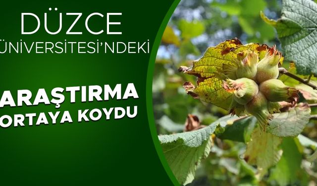 İKLİM DEĞİŞİKLİĞİ FINDIK TARIMINI TEHDİT EDİYOR