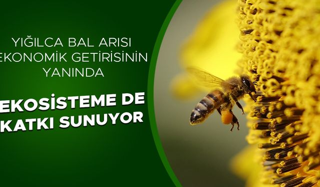 YARIM KİLO BAL İÇİN 2 MİLYONDAN FAZLA ÇİÇEĞİ GEZİYOR