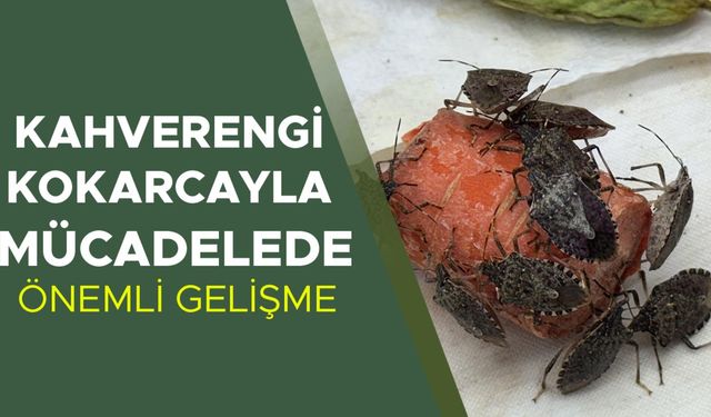 HEDEF: BU YIL 1 MİLYON SAMURAY ARISI SALIMI