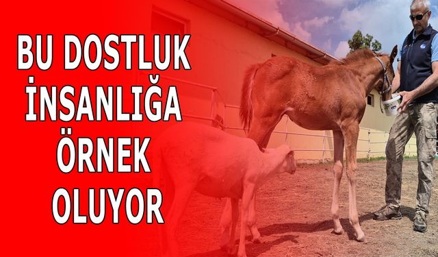 TAY ANNESİNİ KAYBEDİNCE KUZU CAN YOLDAŞI OLDU