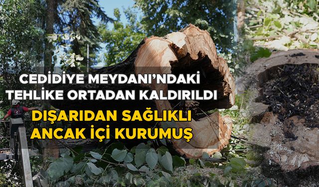 KESİLEN AĞACIN YERİNE FİDAN DİKİLECEK