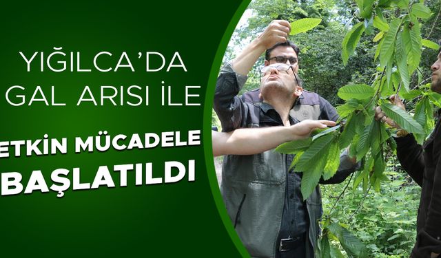 KESTANE ORMANLARINA SAVAŞÇI BÖCEKLER SALINDI
