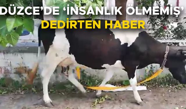 D-100 KARAYOLUNDA BAŞIBOŞ DOLAŞAN İNEĞİ GÜVENLİ BÖLGEYE GÖTÜRDÜ