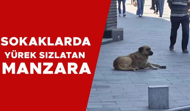 SAHİPLENME ZAYIF OLUNCA BELEDİYE HANGİ BİRİNE YETİŞSİN?