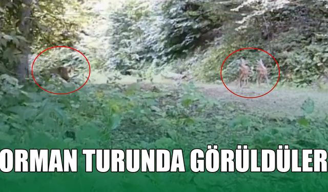 YIĞILCA’DA ANNE VE YAVRU KARACALAR FOTOKAPANA YANSIDI