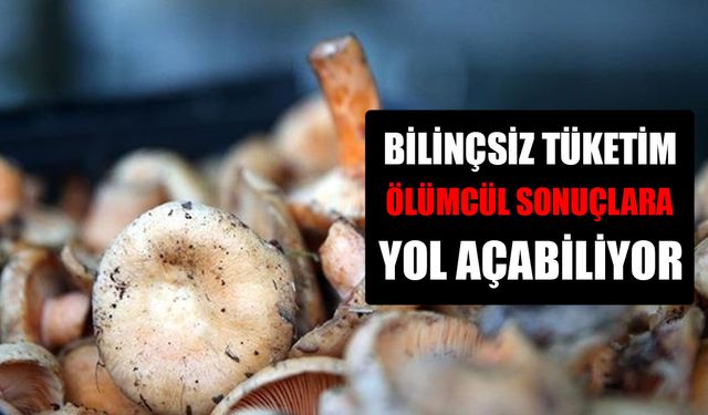 PARK VE BAHÇELERDEKİ MANTARLARA DİKKAT!