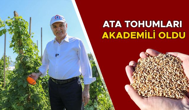 BELEDİYE BAŞKANI FARUK ÖZLÜ, HASAT YAPTI, ATA TOHUMUNUN ÖNEMİNİ ANLATTI