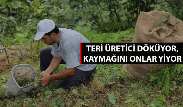 TÜRK FINDIĞI GEÇEN SEZON 124 ÜLKEDE ALICI BULDU