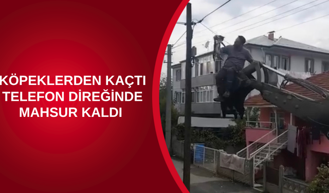 KÖPEKLERDEN KAÇTI, TELEFON DİREĞİNDE MAHSUR KALDI
