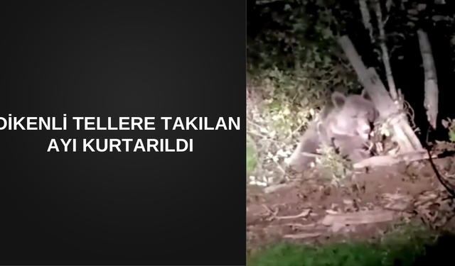 DİKENLİ TELLERE TAKILAN AYI KURTARILDI