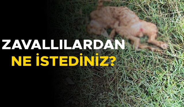 İNSANLIKTAN NASİBİNİ ALMAYANLARIN SON VUKUATI YÜREKLERİ SIZLATTI