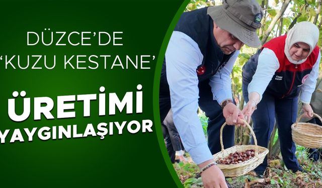 220 DEKAR ALANDA 794 TON KESTANE ÜRETİMİ GERÇEKLEŞTİRİLDİ