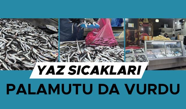 TEZGAHLARIN PRENSİ HAMSİ OLDU