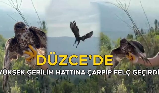 TEDAVİSİ TAMAMLANAN KIZIL ŞAHİN DOĞAYA SALINDI