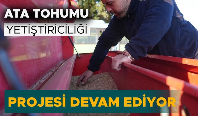 DÜZCE’DE SİYEZ BUĞDAYI TOPRAKLA BULUŞTU