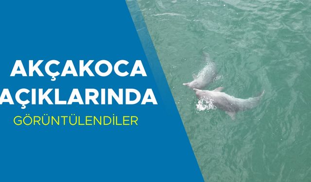 DENİZİN SEVİMLİ CANLILARI…