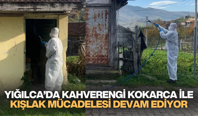 YIĞILCA'DA KAHVERENGİ KOKARCA İLE KIŞLAK MÜCADELESİ DEVAM EDİYOR