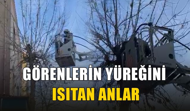 AĞAÇTA KALAN KEDİYE KURTARMA ÇALIŞMASI