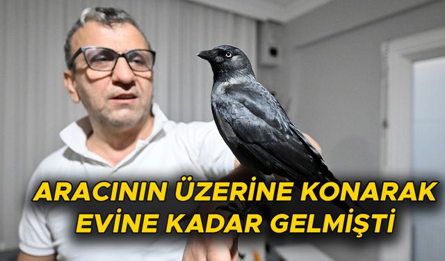 SAHİPLENDİĞİ KARGA "KÖMÜR" EN YAKIN DOSTU OLDU