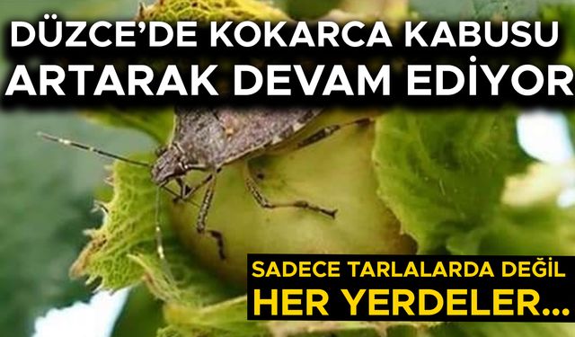 FINDIK ÜRETİCİLERİ DİKKATLİ OLMAYA ÇAĞRILDI