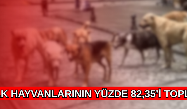 DÜZCE’DE SAHİPSİZ HAYVANLARIN YÜZDE 82’Sİ TOPLANDI