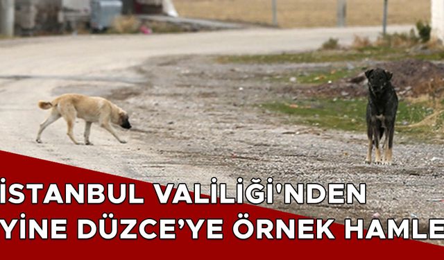 KENT GENELİNDE SOKAK KÖPEKLERİNİ BESLEMEK YASAKLANDI