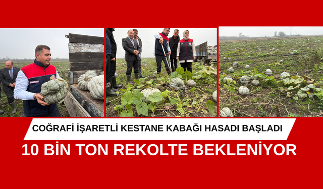 COĞRAFİ İŞARETLİ KESTANE KABAĞI HASADI BAŞLADI