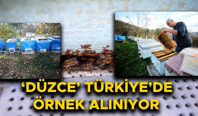 YIĞILCA ARISI ARTIK BİR MARKA