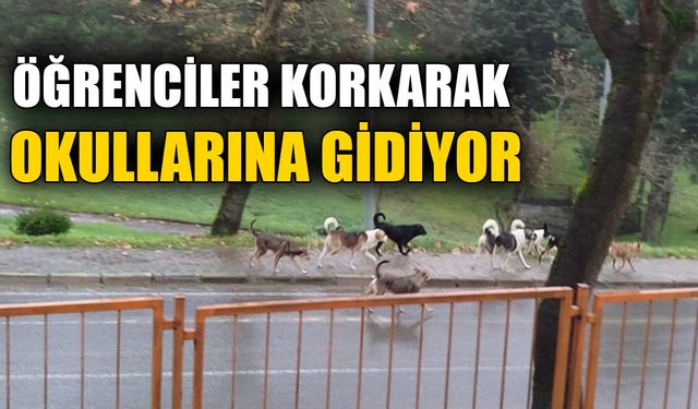 VELİLER SOKAK KÖPEKLERİNE KARŞI ENDİŞELİ