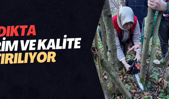 FINDIKTA VERİM VE KALİTE ARTIRILIYOR