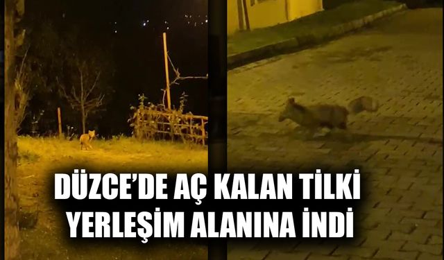 TİLKİNİN PANİK ANLARI VATANDAŞIN KAMERASINA TAKILDI