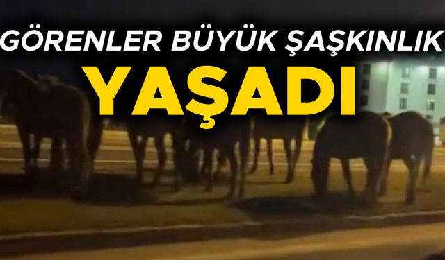 YILKI ATLARI D-100 KARAYOLUNA İNDİ